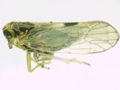 Laodelphax striatella